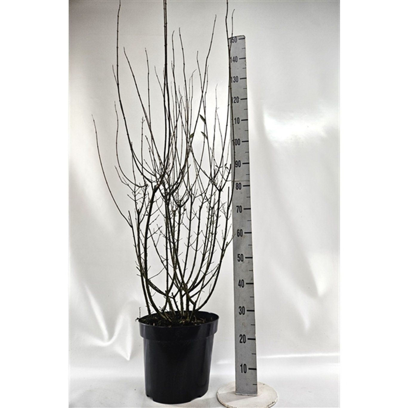 Liguster – Ligustrum vulgare 'Atrovirens' - C15 125-150 CM